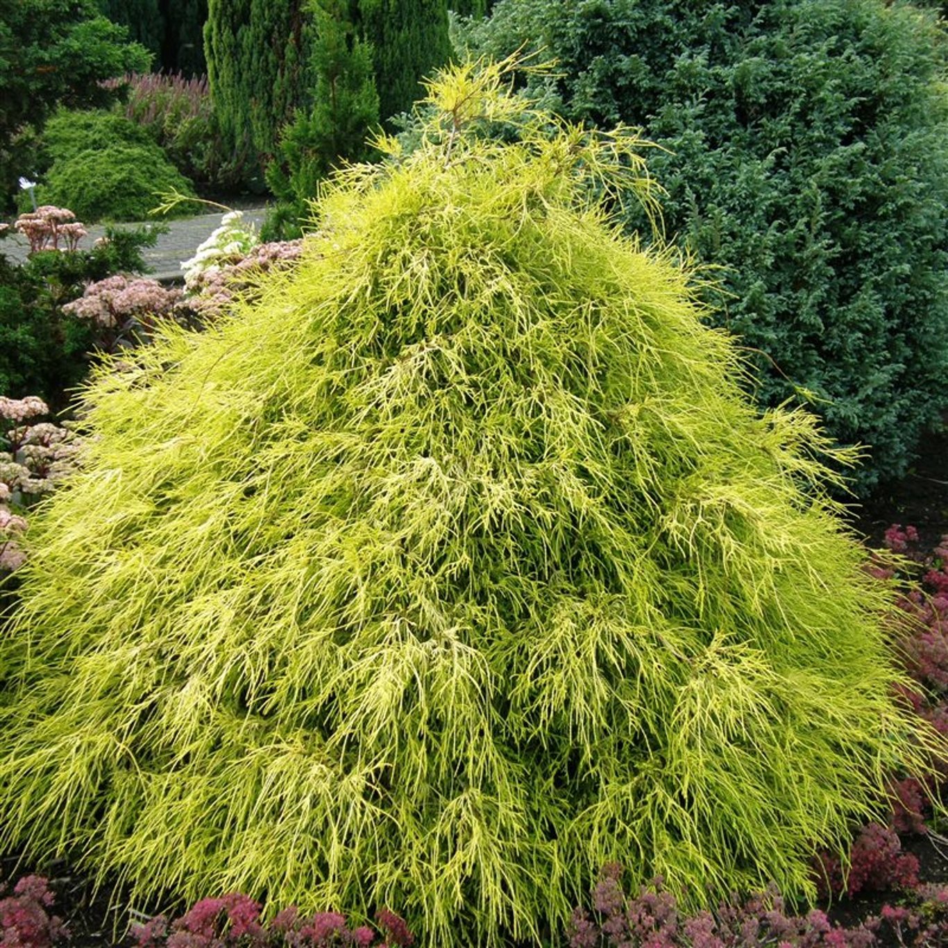 Ädelcypress – Chamaecyparis pisifera 'Filifera Aurea' - C3 25-30 CM